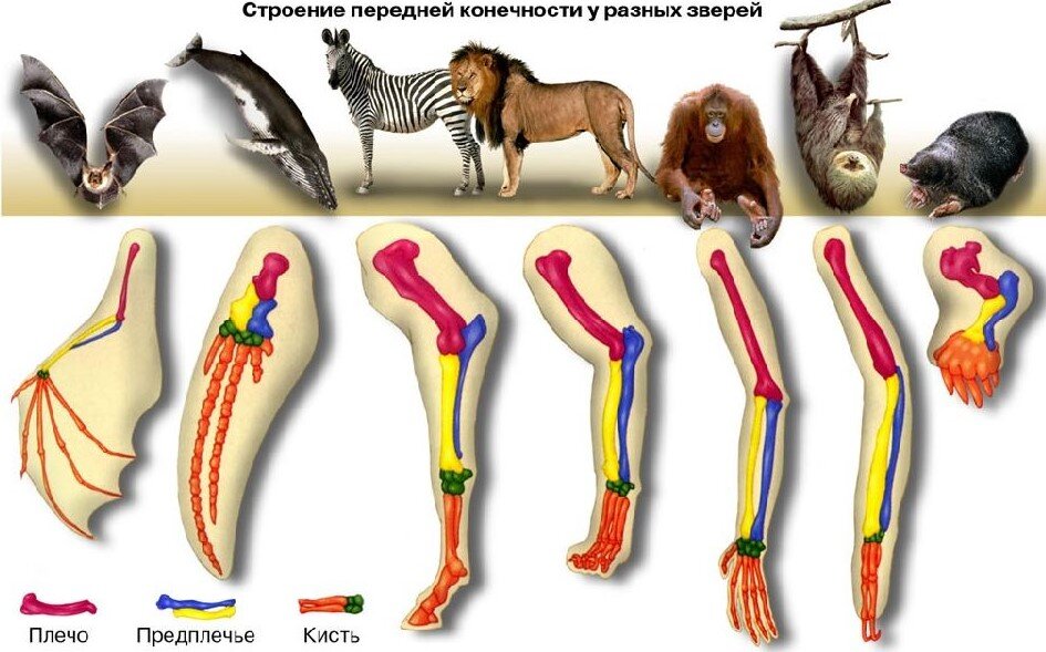 Как называют передние конечности животных изображенных на рисунке