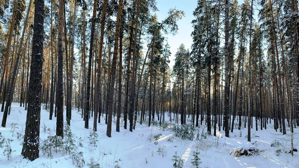    В 2022 году национальный парк «Бузулукский бор» посетили почти 64 тысячи туристов