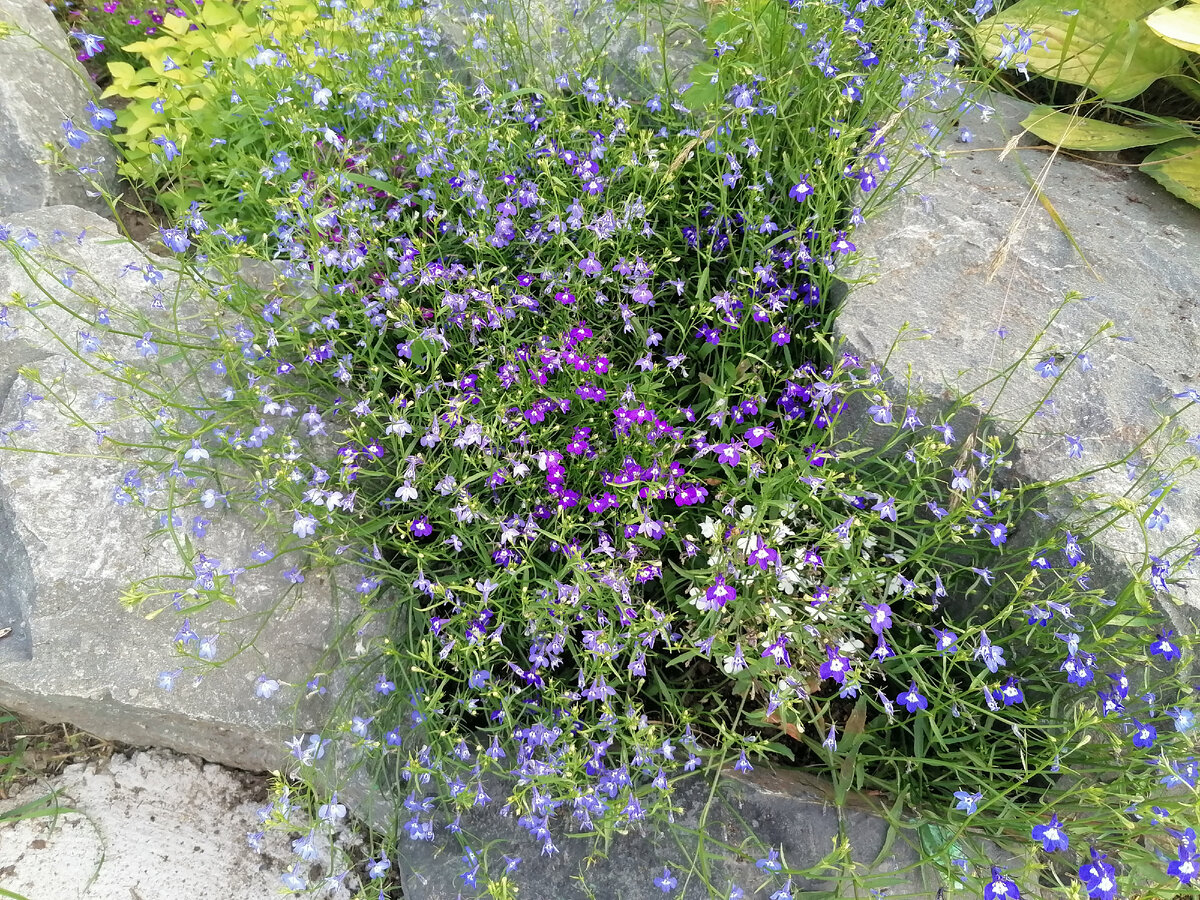 А между больших камней я посадила ампельную лобелию трех разных оттенков: белого, голубого и немного фиолетового. Задумка была передать колыхание воду. И все получилось, поскольку длинные и очень тонкие плети лобелии приходят в движение от самого маленького дуновения ветерка и создают впечатление подвижного сада. 