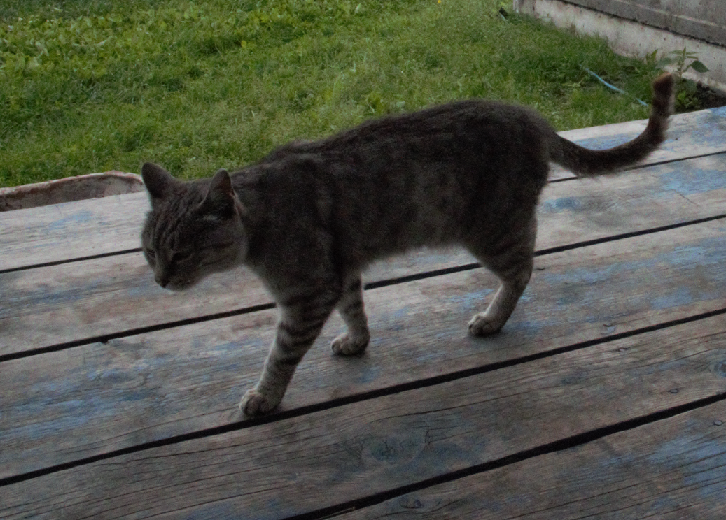 Яшка ещё не знает, что в этот день опять начнется сытая домашняя жизнь