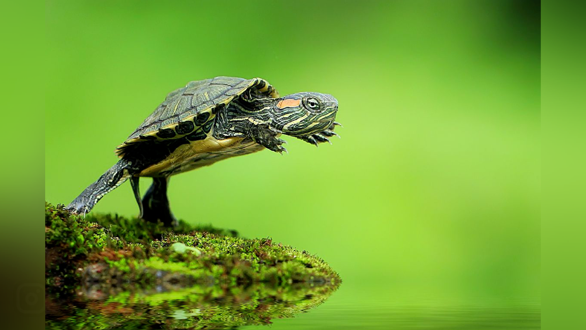 Py turtle. Красноухая Болотная черепаха. Красноухая водоплавающая черепаха. Морская черепаха красноухая. Красноухая черепаха земноводная.