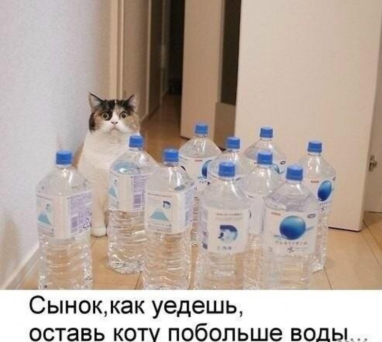 😅 кажется кто-то не умеет открывать бутылки, своими пушистыми лапками 🐱🐈 но думаю, с сушняка,  можно проткнуть их зубами или когтями))
