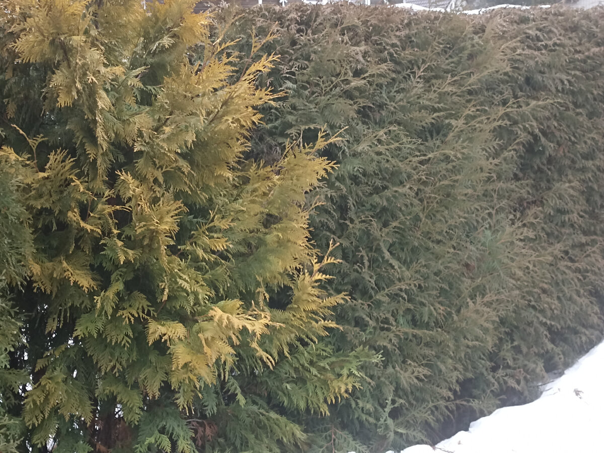 Туя золотистая в живой изгороди. Фото автора