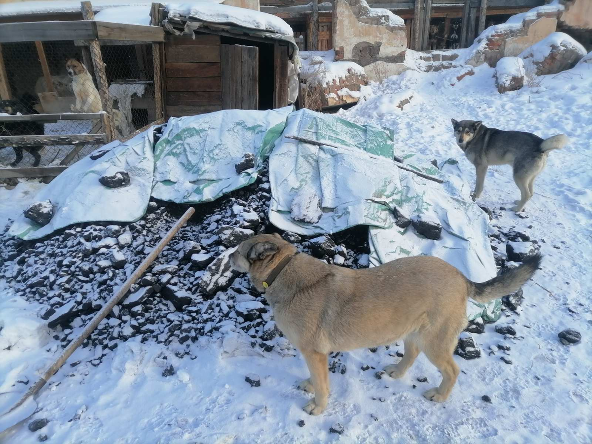 Оторва и Серый охраняют уголь