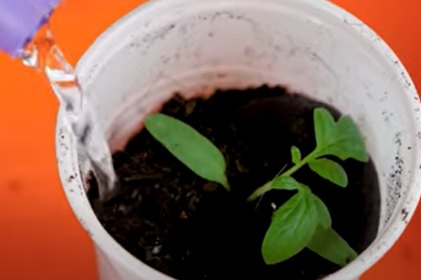 Поливаю раствором Эпина для улучшения укореняемости. Скрин фото автора.