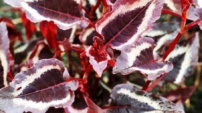 Горец "Красный дракон"