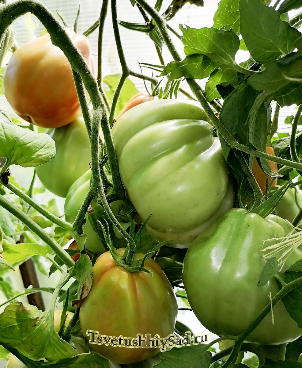 Сорт томата "Пузата хата" также фото сделано 20 августа 2022 г. Куст просто не выдерживает такой вес плодов.