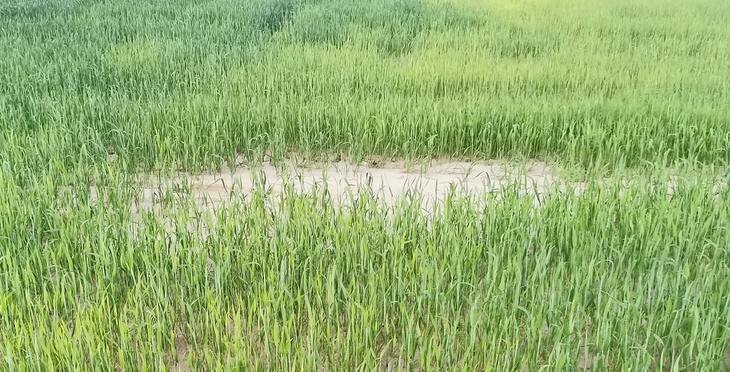    Почему стоит знать длину колеоптиля у сорта пшеницы