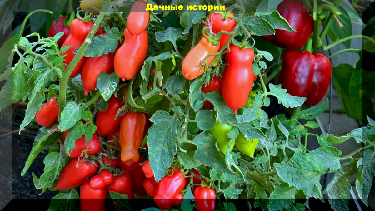 Томаты гномы сорта фото и описание