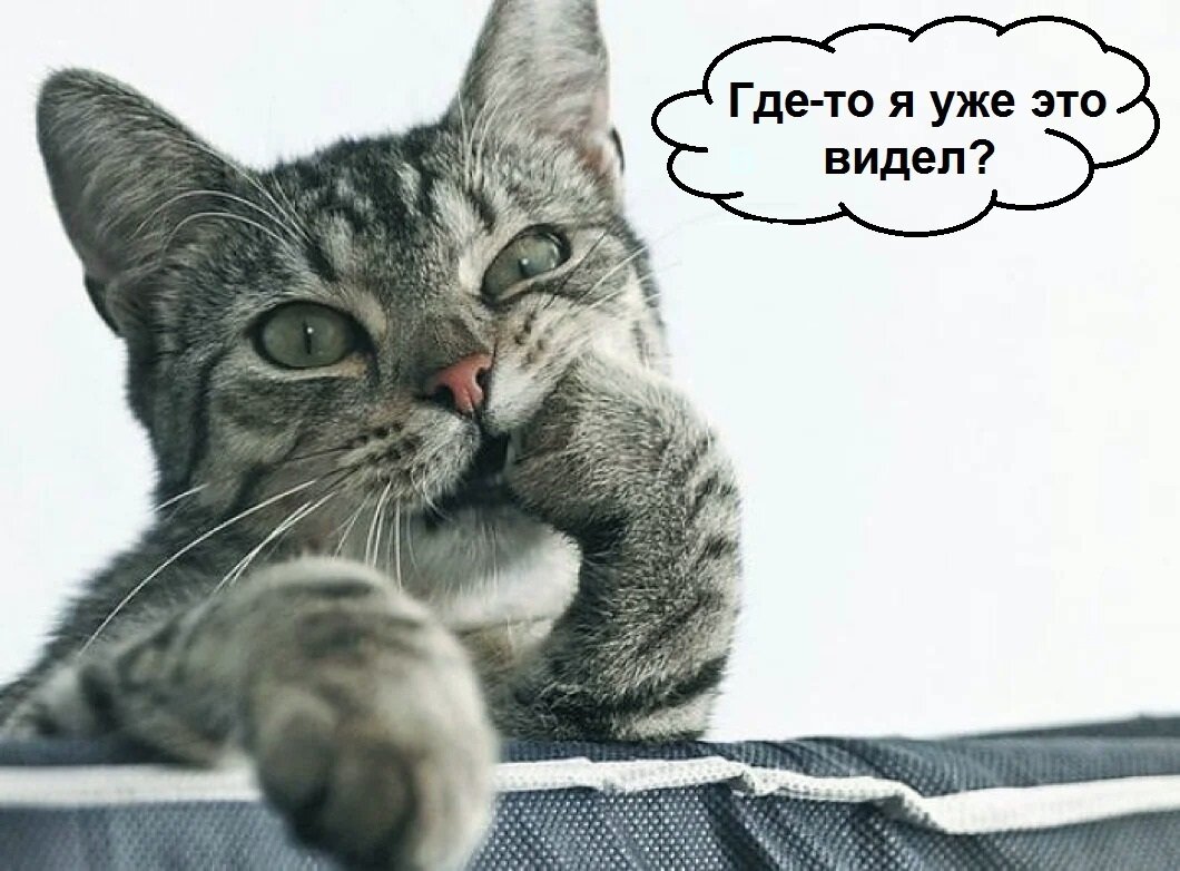 Котик задумался. Картинка из открытых источников.