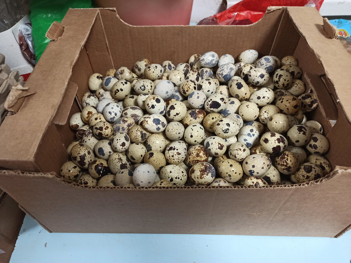 Личное фото автора. Хозяйство ЛПХ Курочка