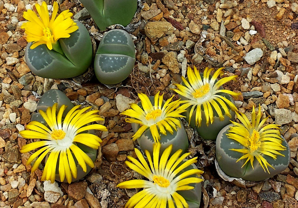 Полив литопсов. Lithops olivacea. Литопс оливково-зеленый. Lithops olivacea PV 986. Литопсы в пустыне.