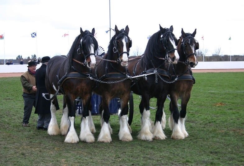 Как красива эта четвёрка лошадей!