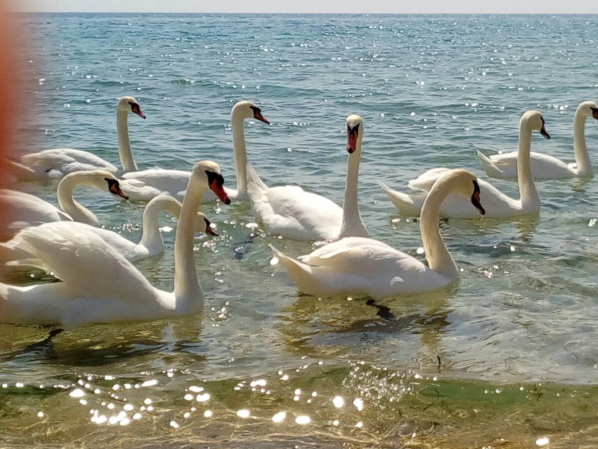 Swans in the reeds