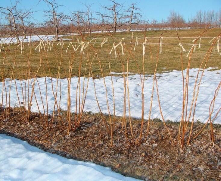 Фото с просторов интернета