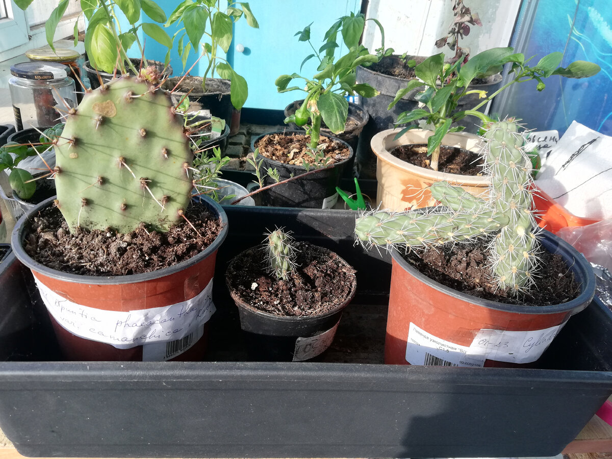 на переднем плане самый большой "лопух", который я потеряла. Оpuntia phaeacantha v. camanchica Rubra не выжил.