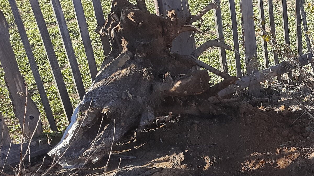 Вот такой пень удалось выкопать за 1,5 часа.