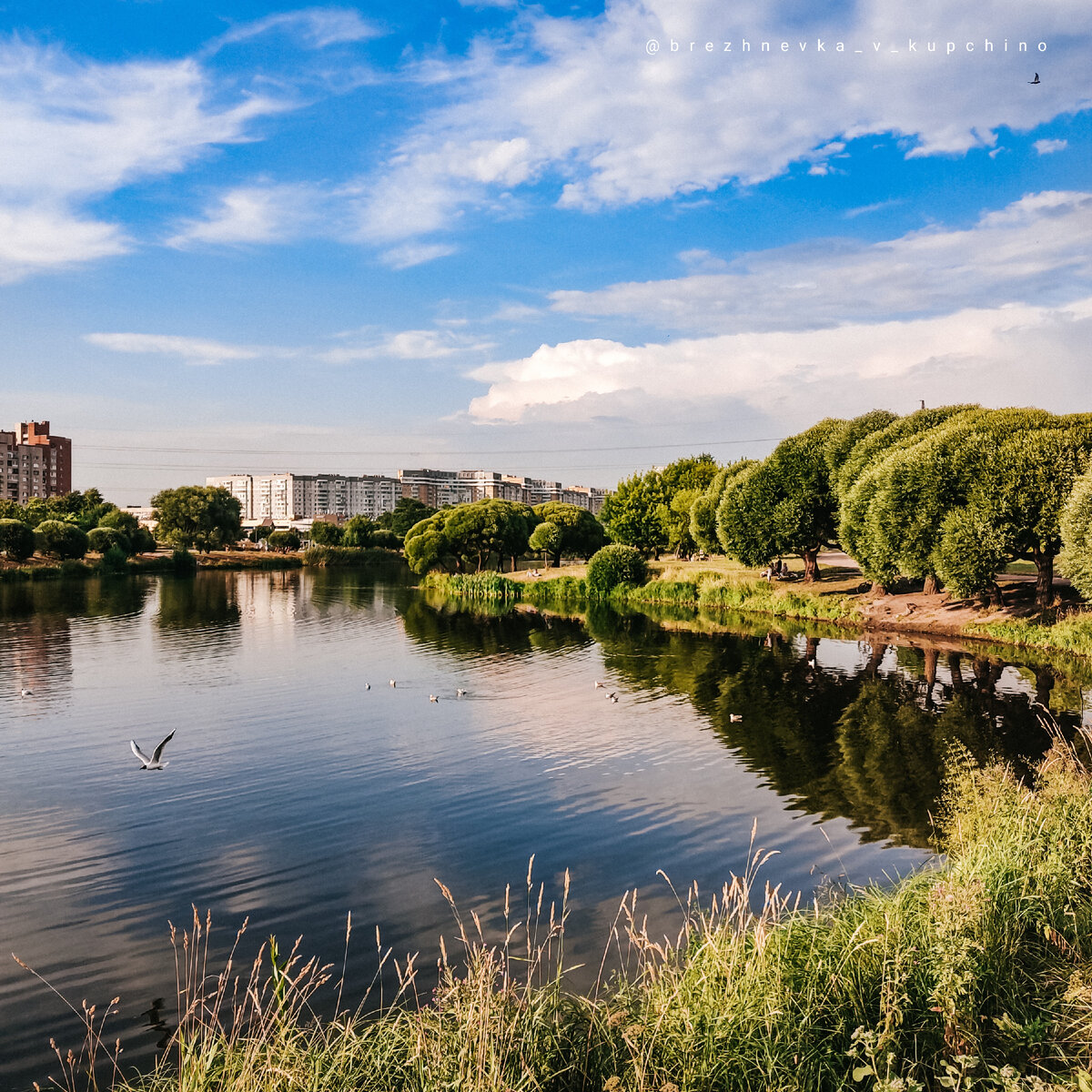 Пруд в русле бывшей реки Волковки. Фото моё.