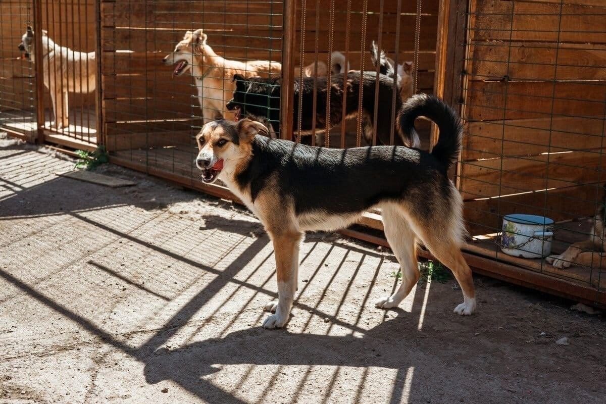 Подопечные приюта Фото из архива приюта 