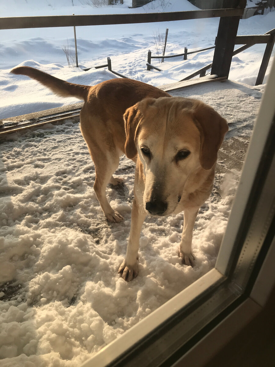 Уже не потеряшка)