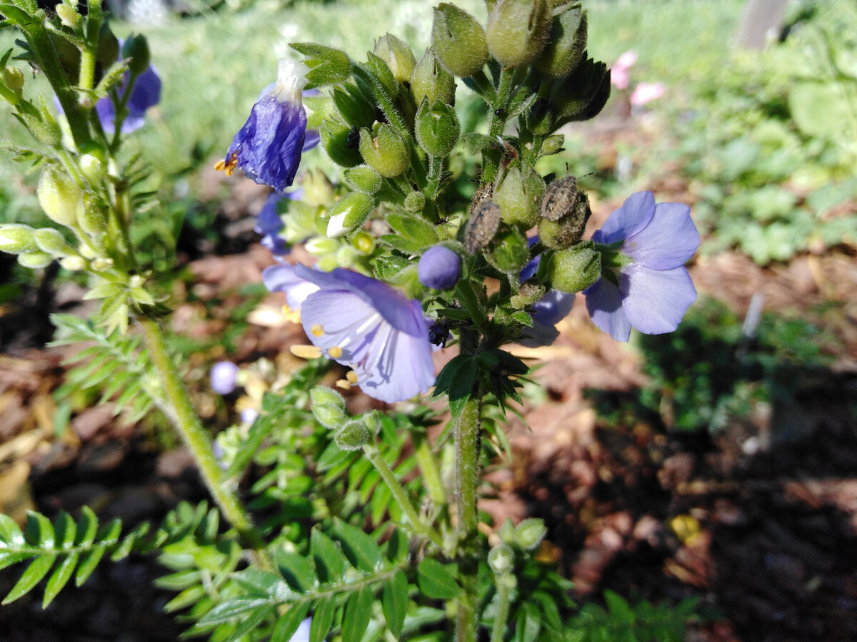 Синюха голубая Бамбино Блю