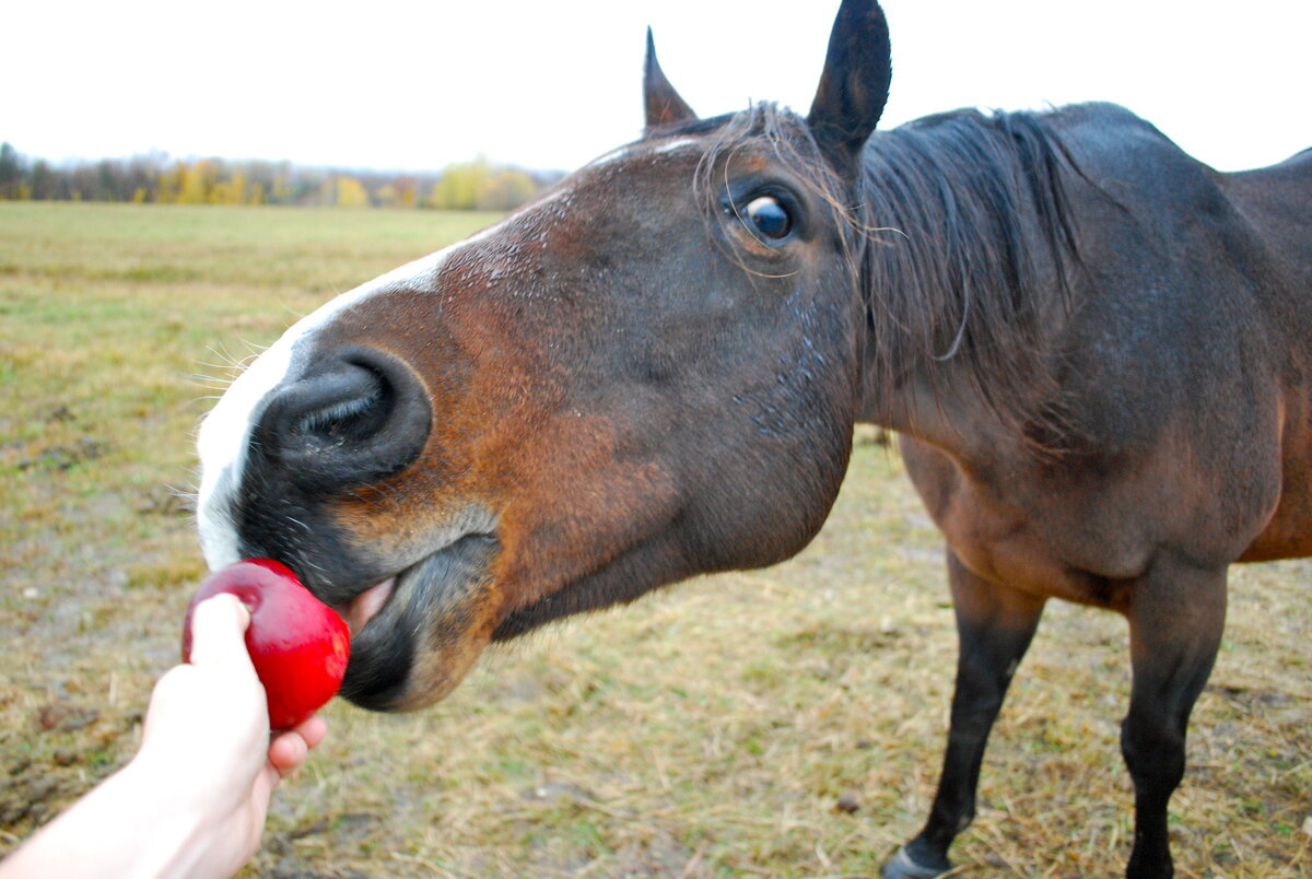 Знакомство с фермой FewHorses