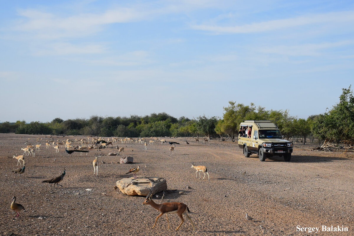 Сафари 9. Сафари парк африка. Сафари. Сафари 9. Съемки ночного сафари в африке.