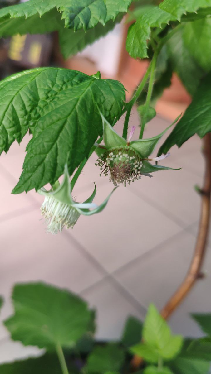 У нас тут малина цветёт в феврале😉 Еще осенью 2022 года мы купили саженцы малины и смородины.-10