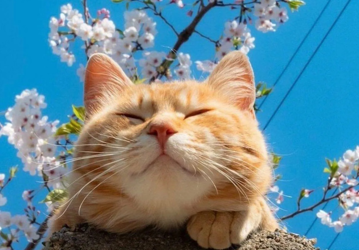 Яндекс-Картинки