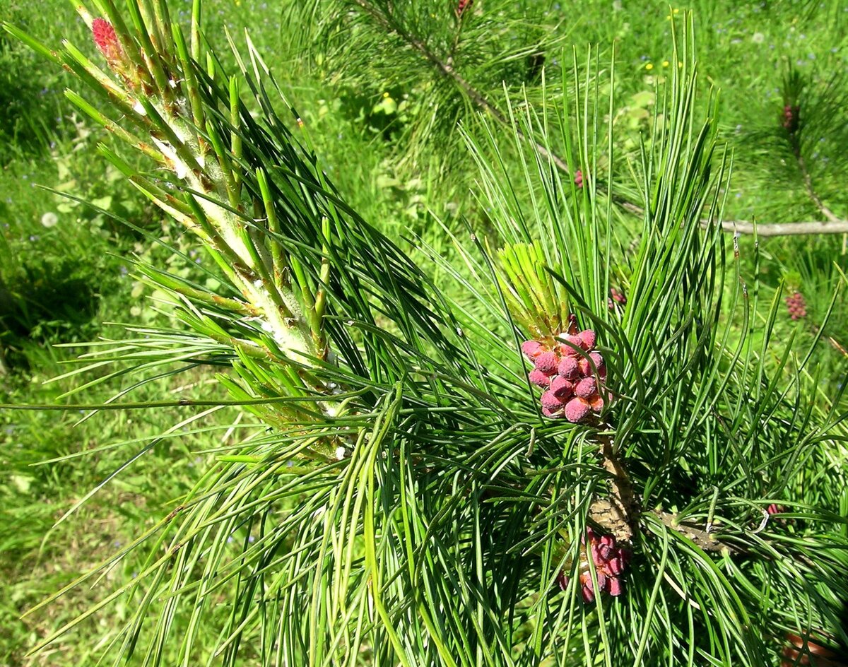 Женские шишки обычно образуются на относительно крупных осевых ветвях (верхний левый угол), мужские – на относительно мелких боковых (правый нижний угол). 