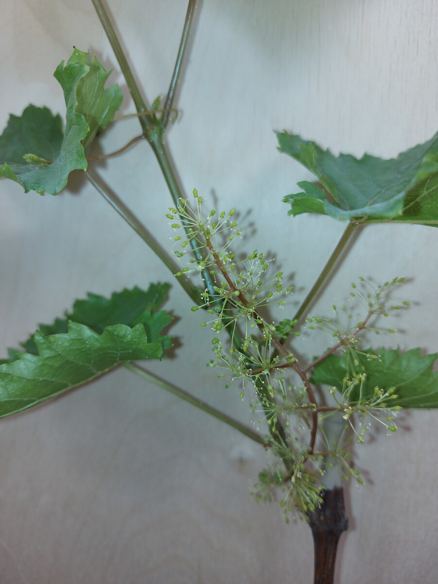 Гроздь на черенке почти отцвела