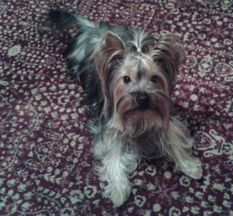    Глава города Елена Ситникова в День кошек показала свою собаку — йоркширского терьера по кличке Черри