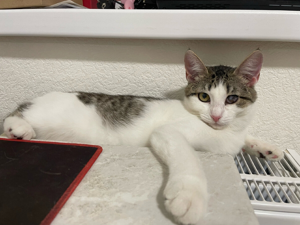 Домашняя Франсуаза