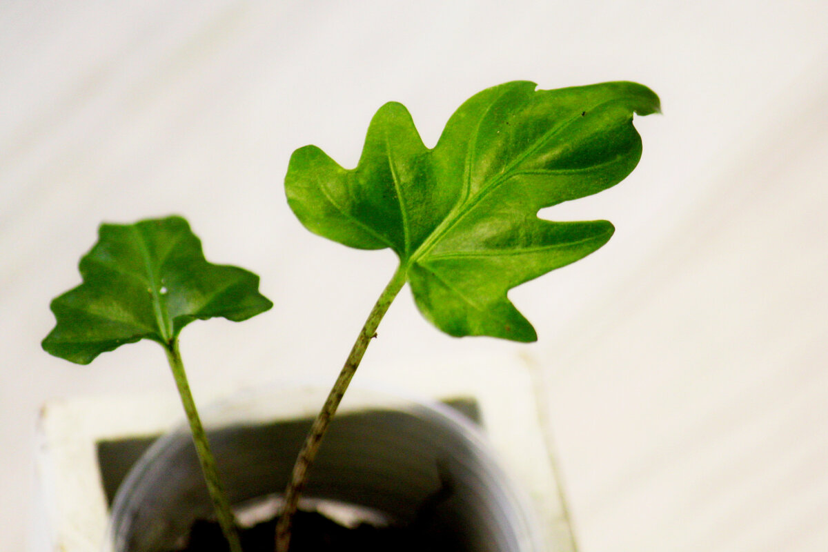 Фото и коллекция автора Vasteritayaplants. Алоказия бранцифолия