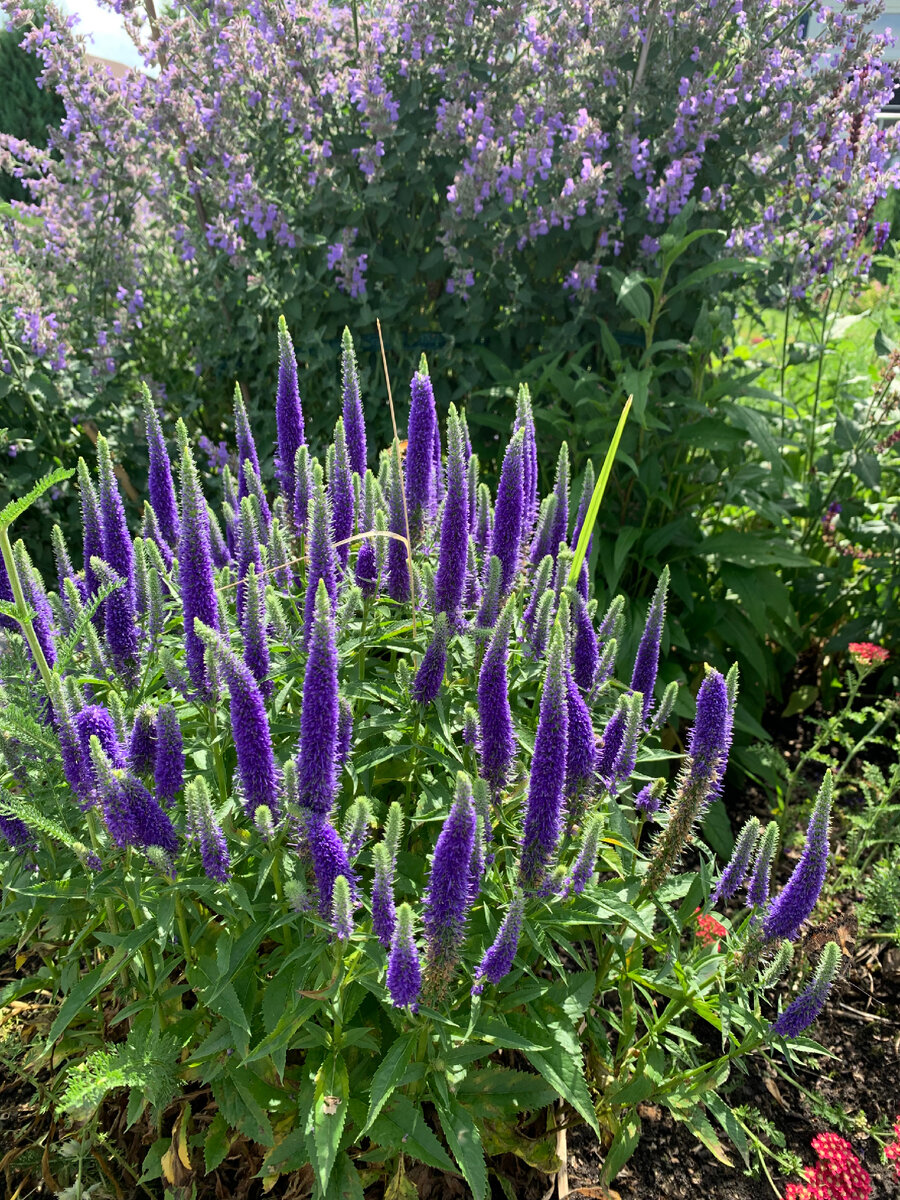 Вероника колосковая и котовник в моем саду 