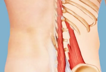 Пальпаторно мышцу найти просто: между нижними рёбрами и задним гребнем тазовой кости плотный мышечный тяж - в его глубине как раз эта мыщца. Это как ступенька - в самом низу сбоку можно прощупать край этой мышцы. Он, как правило, болезненнен. 