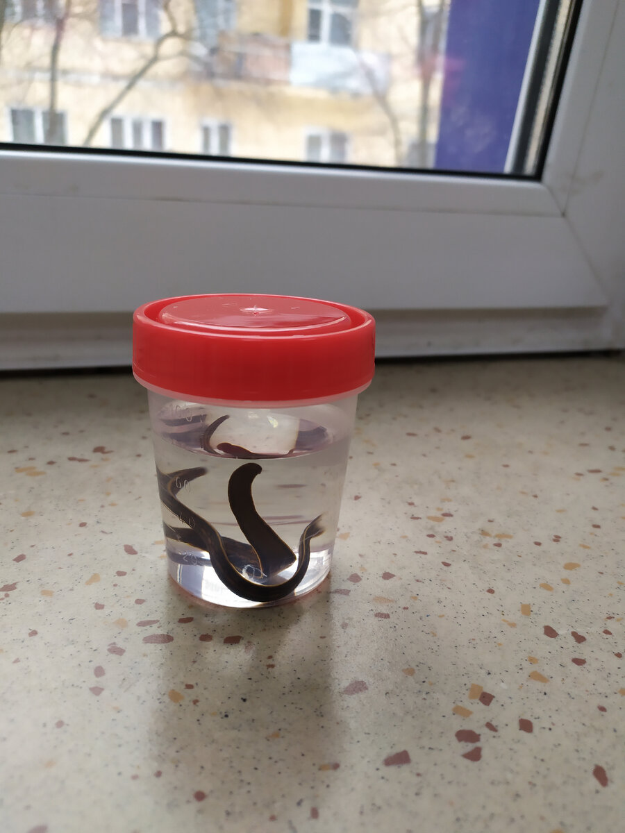 Пиявки медицинские-полезные. 