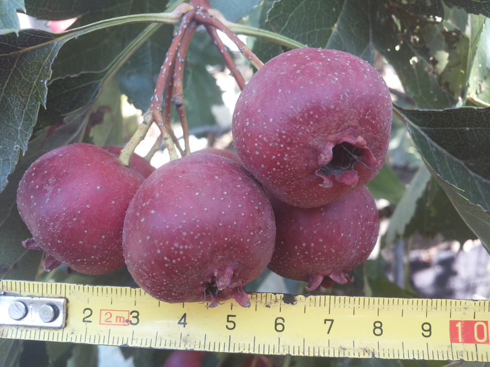 Размеры плодов боярышника китайского крупноплодного. Фиолент. 2019 год.