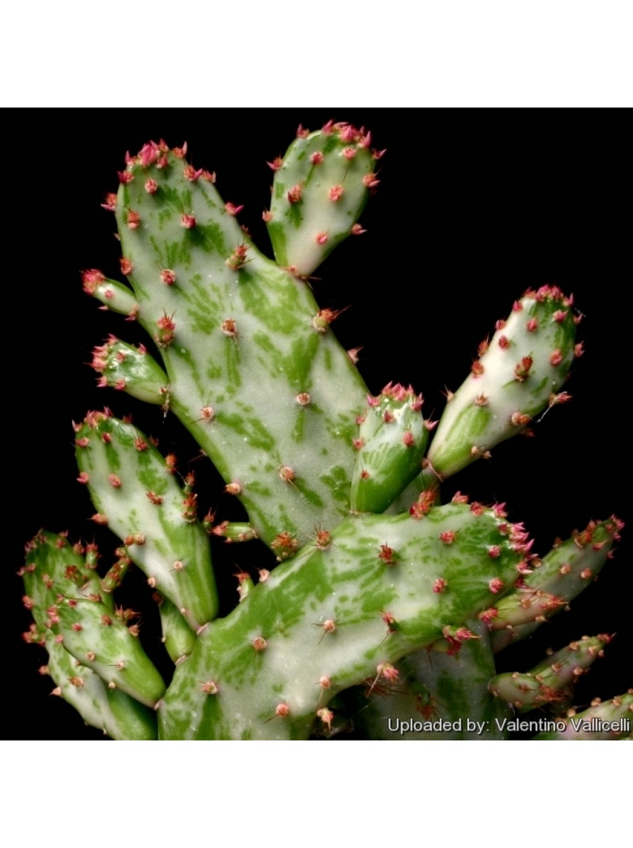 черенок .Опунция одноколючковая вариегатная (Opuntia monacantha variegata). цена - 690р. высота - 7 см, диаметр - 5 см. Доставка почтой или СДЭК по всей России. фото из питомника Кактусёнок. РФ