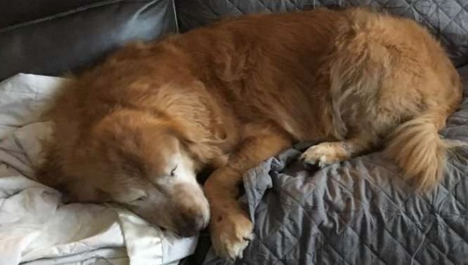      Безрадостная жизнь Чарли