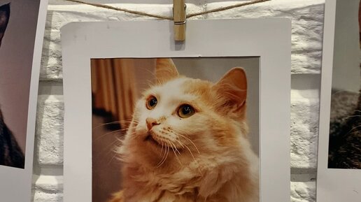 Лучший кот месяца. Лучший кот месяца