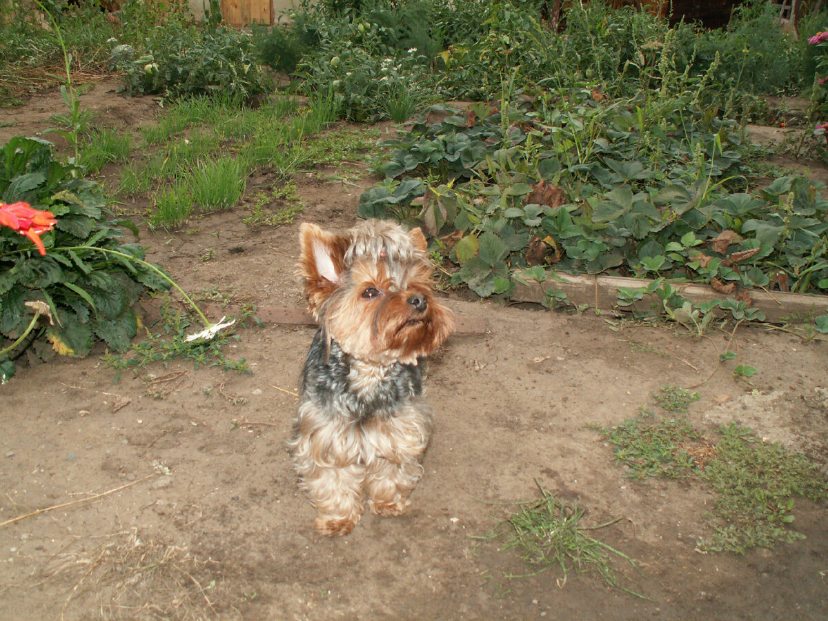 Воздух свободы