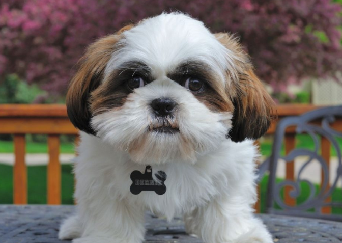 Самые глупые породы собак в мире: выбираем самых неуклюжих питомцев