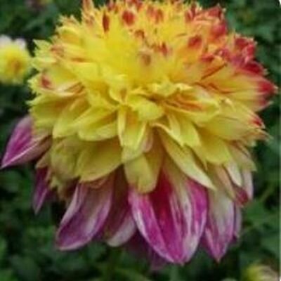 анемовидная георгина Буги Вуги