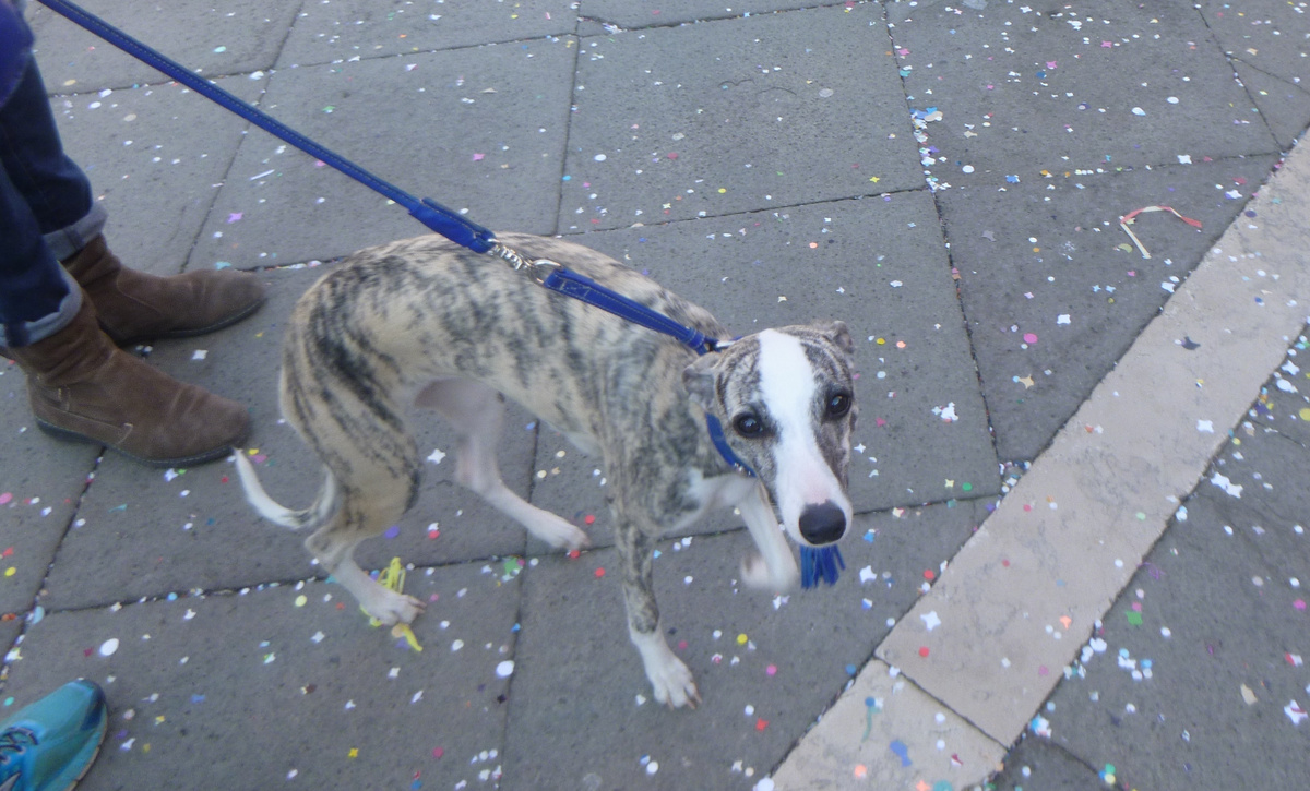 Собаки, как неотъемлемая часть Карнавала