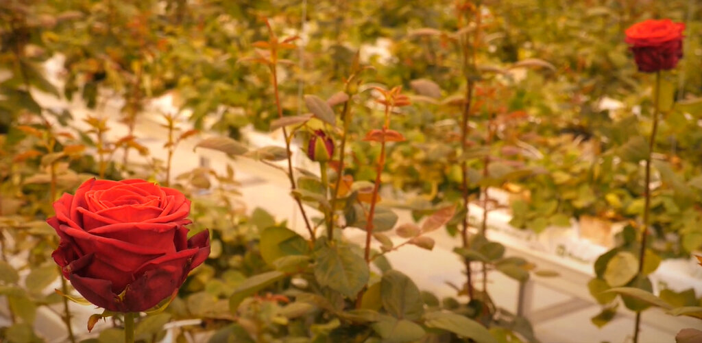 Взрослое растение в теплице 