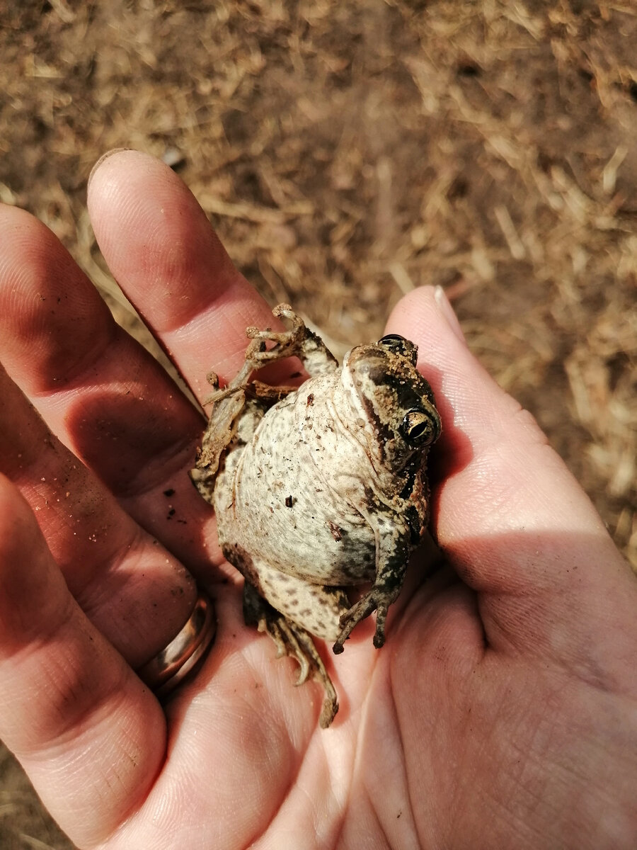 Иногда нам попадались вот такие дамы. 