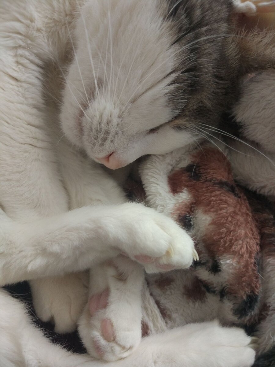 лапки-царапки