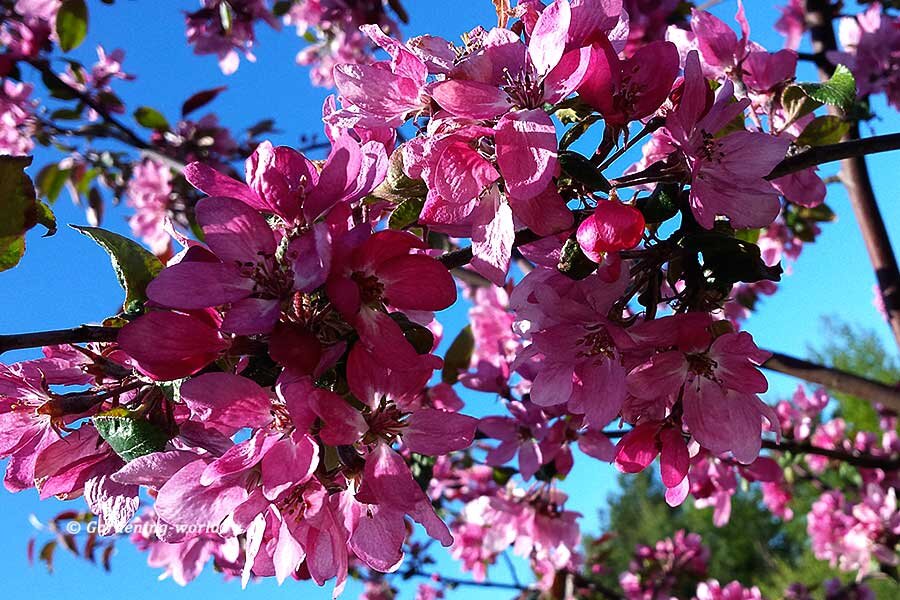 Райские Яблочки SCOTLAND/CRAB APPLE TREE EDINBURGH - YouTube