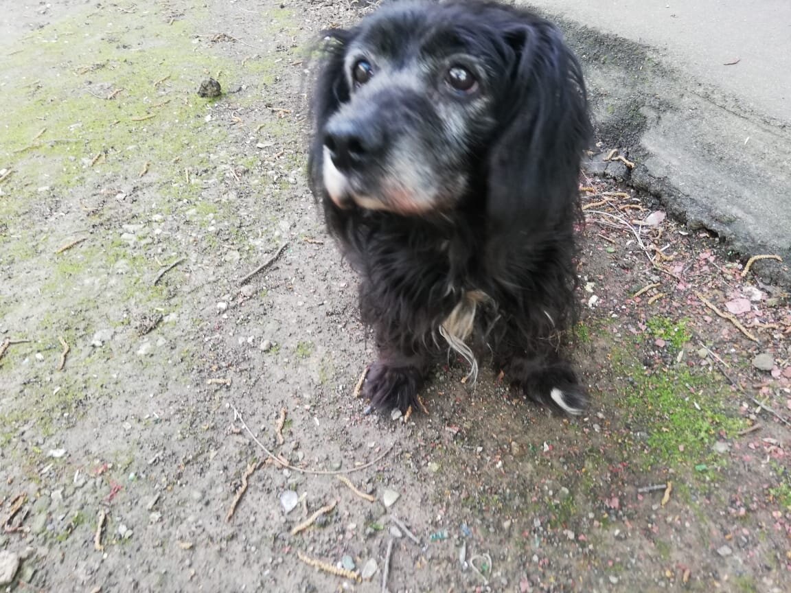 .... и старенькая полутакса-полуспаниель Симочка